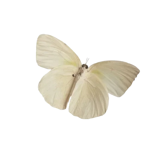 🦋 Стикер «light» для Telegram