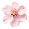 🌸 Эмодзи «🌙 Светлая сторона моды 💖» для Telegram