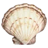 🐚 Эмодзи «🌙 Светлая сторона моды 💖» для Telegram