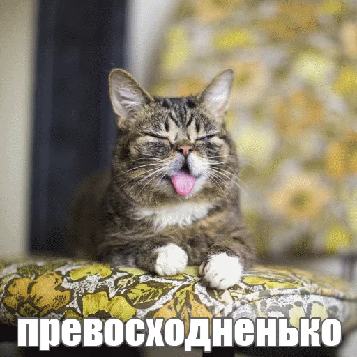 😊 Стикер «Lil_Bub» для Telegram
