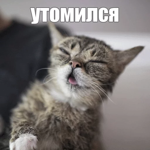 😌 Стикер «Lil_Bub» для Telegram