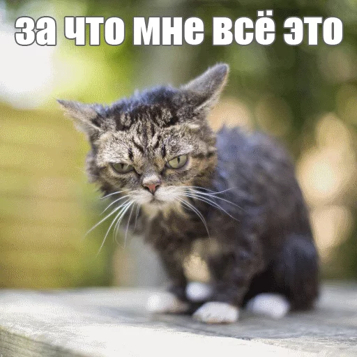 😖 Стикер «Lil_Bub» для Telegram