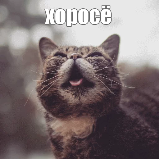 😊 Стикер «Lil_Bub» для Telegram