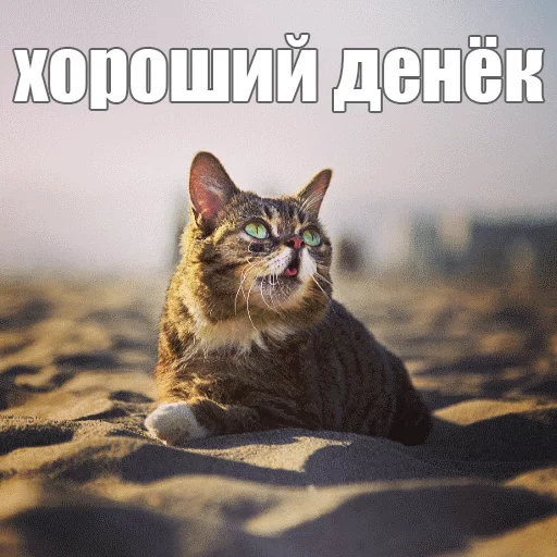 😌 Стикер «Lil_Bub» для Telegram