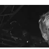 🩷 Эмодзи «Lil Peep for Halloween» для Telegram