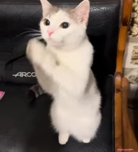 🙏 Стикер «lil pussy» для Telegram