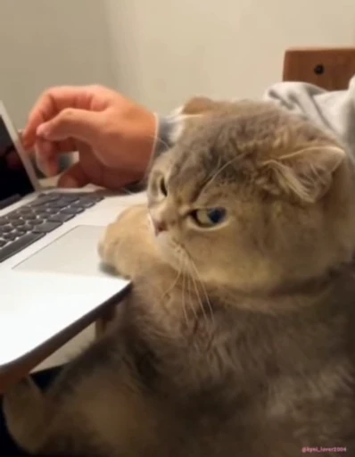 😡 Стикер «lil pussy» для Telegram