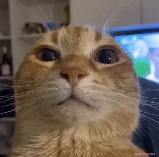 ⁉️ Стикер «lil pussy» для Telegram
