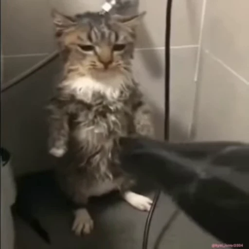 😡 Стикер «lil pussy» для Telegram