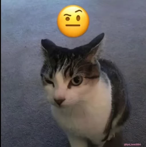 🤨 Стикер «lil pussy» для Telegram