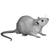 🐁 Эмодзи «Hazy Gray» для Telegram
