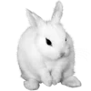 🐇 Эмодзи «🐇 white emoji - белая эстетика» для Telegram