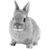 🐰 Эмодзи «🐇 white emoji - белая эстетика» для Telegram