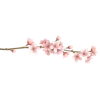 🌸 Эмодзи «white paradise» для Telegram