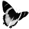 🌟 Эмодзи «𝔩𝔦𝔯𝔦𝔬𝔯𝔦𝔞𝔩 ꨄ» для Telegram