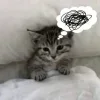 🤩 Эмодзи «🩶 random gray emoji» для Telegram