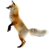 🤩 Эмодзи «Лисы Tg» для Telegram