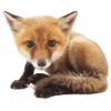🤩 Эмодзи «Лисы Tg» для Telegram