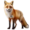 🤩 Эмодзи «Лисы Tg» для Telegram