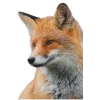 🤩 Эмодзи «Лисы Tg» для Telegram