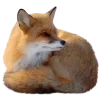 🤩 Эмодзи «Лисы Tg» для Telegram