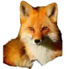 🤩 Эмодзи «Лисы Tg» для Telegram