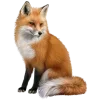 🤩 Эмодзи «Лисы Tg» для Telegram