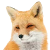 🤩 Эмодзи «Лисы Tg» для Telegram
