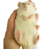 🐀 Эмодзи «200 Крыс» для Telegram
