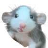 🐀 Эмодзи «200 Крыс» для Telegram