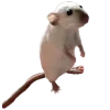 🐀 Эмодзи «200 Крыс» для Telegram