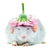 🐀 Эмодзи «200 Крыс» для Telegram