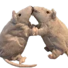 🐀 Эмодзи «200 Крыс» для Telegram