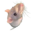 🐀 Эмодзи «200 Крыс» для Telegram