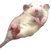 🐀 Эмодзи «200 Крыс» для Telegram