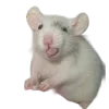 🐀 Эмодзи «200 Крыс» для Telegram