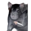 🐀 Эмодзи «200 Крыс» для Telegram