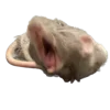 🐀 Эмодзи «200 Крыс» для Telegram