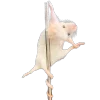 🐀 Эмодзи «200 Крыс» для Telegram