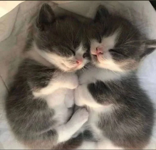 🥰 Стикер «Абьюзер» для Telegram