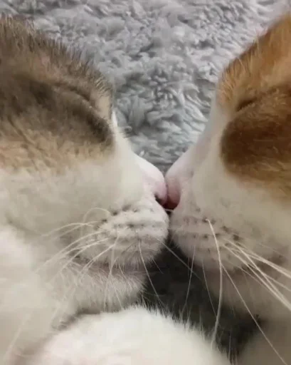 🥰 Стикер «Абьюзер» для Telegram
