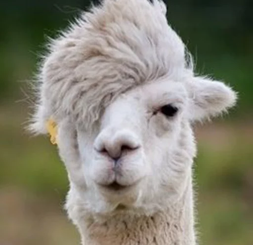 Стикерпак Llama Drama для Telegram — скачать