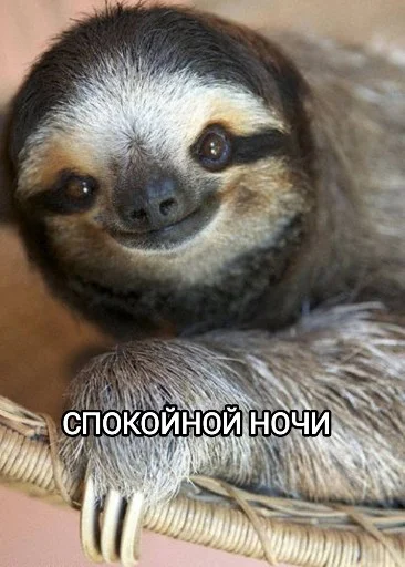 😴 Стикер «Funny animals - Loinyre» для Telegram