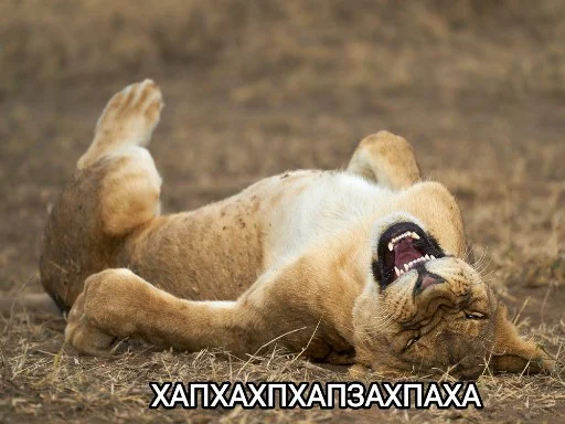 🤣 Стикер «Funny animals - Loinyre» для Telegram