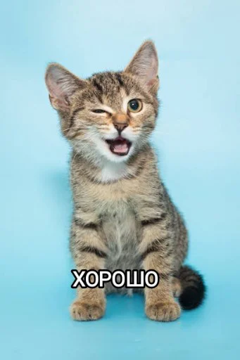 👍 Стикер «Funny animals - Loinyre» для Telegram