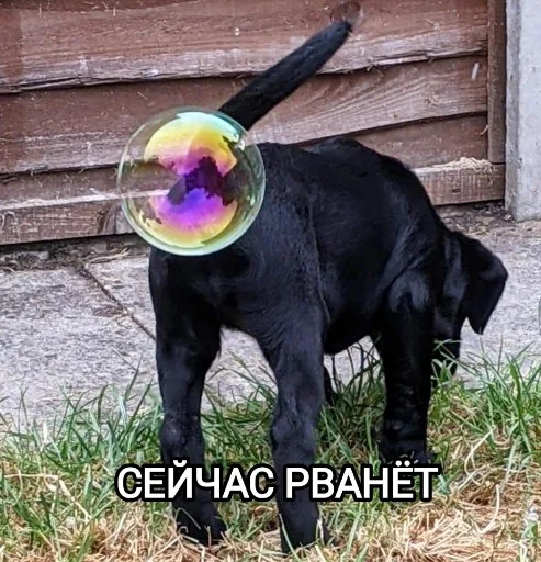 💥 Стикер «Funny animals - Loinyre» для Telegram