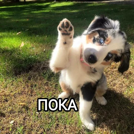 🥱 Стикер «Funny animals - Loinyre» для Telegram