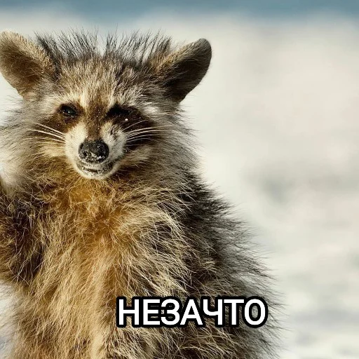 😸 Стикер «Funny animals - Loinyre» для Telegram