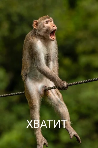 🥴 Стикер «Funny animals - Loinyre» для Telegram