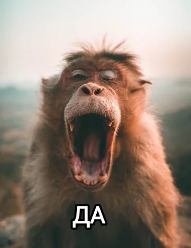 👈 Стикер «Funny animals - Loinyre» для Telegram